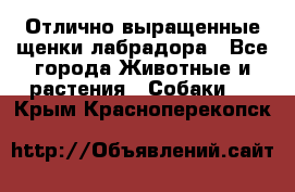 Отлично выращенные щенки лабрадора - Все города Животные и растения » Собаки   . Крым,Красноперекопск